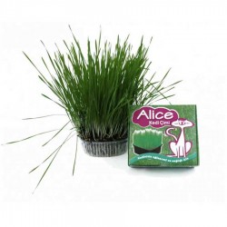 Alice Kediler İçin Sindirimi Rahatlatıcı Çim