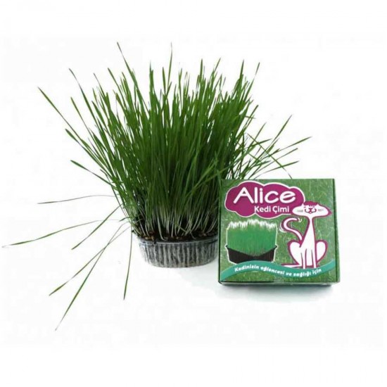 Alice Kediler İçin Sindirimi Rahatlatıcı Çim