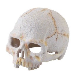 Exo Terra İnsan Kafatası