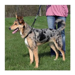 Trixie Köpek Yürüme Eğitim Tasması