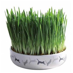 Trixie Seramik Kap İçinde  Kedi Çimi